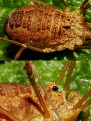 Réf. 133 919 : Rilaena triangularis