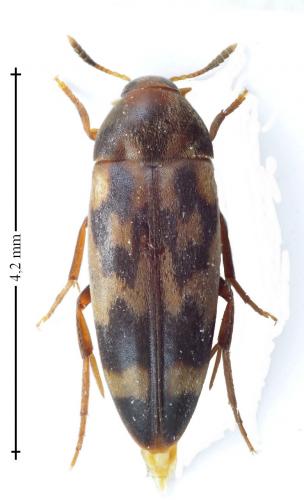 Orchesia undulata