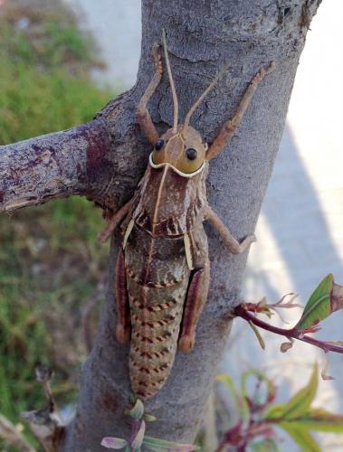Pamphagus sp.