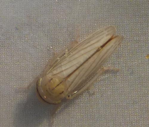 Réf. 133 505 : Athysanus argentarius