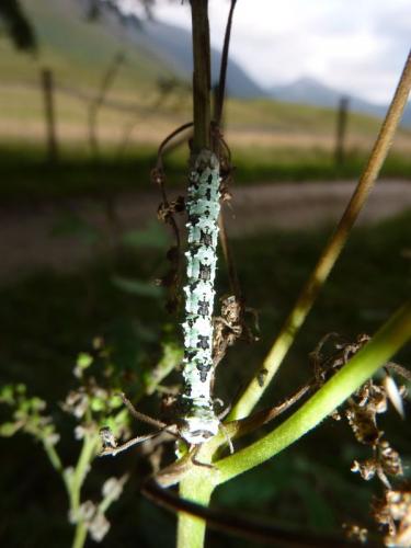 Réf. 133 052 : Odontopera bidentata
