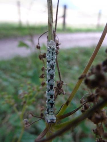 Réf. 133 053 : Odontopera bidentata