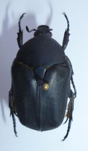 Potosia opaca