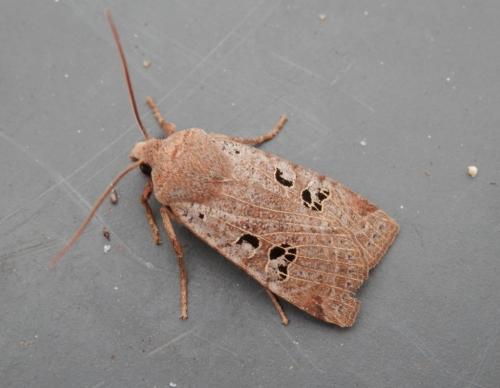 Réf. 133 595 : Conistra rubiginosa