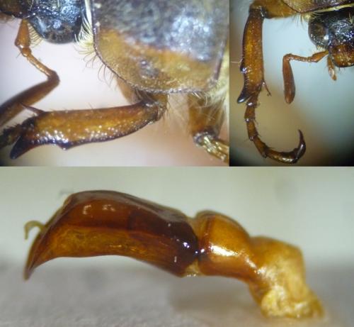 Amphimallon solstitiale