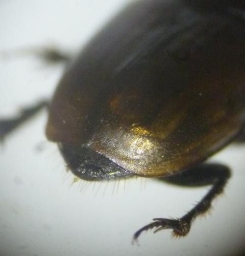 Colobopterus erraticus