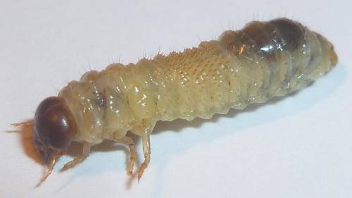 Aphodiinae