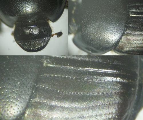 Onthophagus taurus