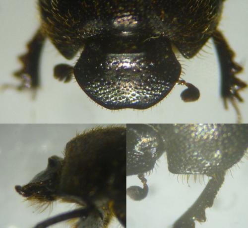 Onthophagus joannae