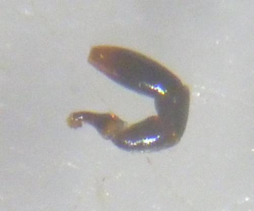 Réf. 133 562 : Onthophagus fracticornis