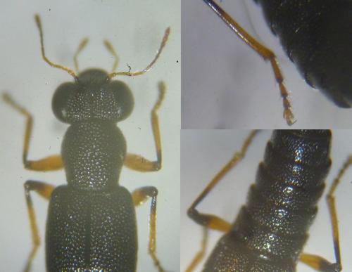 Stenus similis