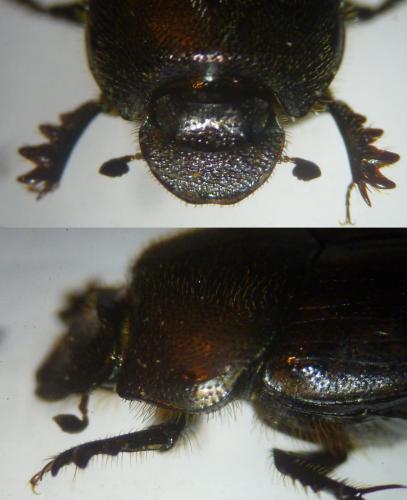 Réf. 133 564 : Onthophagus fracticornis