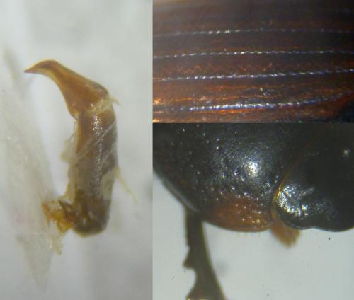 Réf. 133 673 : Aphodius sp.