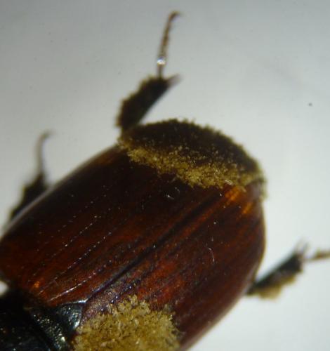 Réf. 133 674 : Aphodius sp.