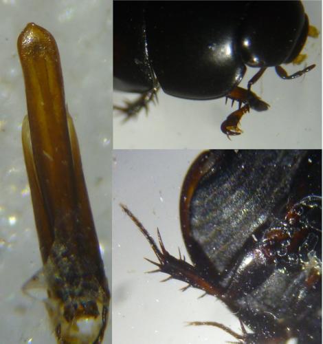 Sphaeridium lunatum