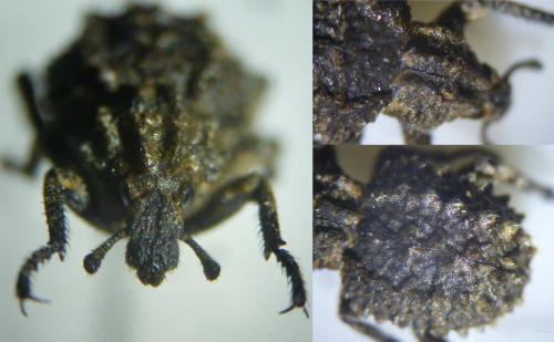 Brachycerus muricatus