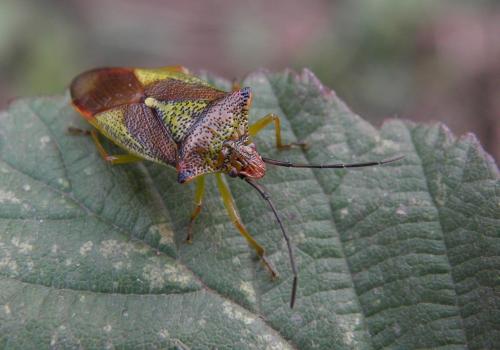Acanthosoma haemorrhoidale haemorrhoidale