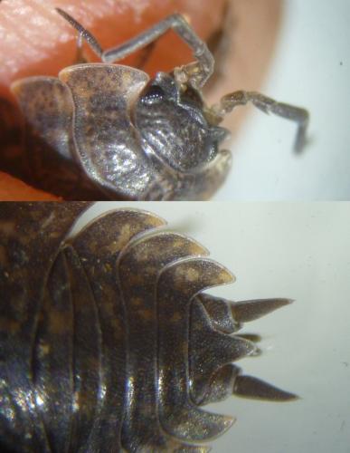 Porcellio montanus