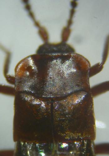Lomechusa paradoxa