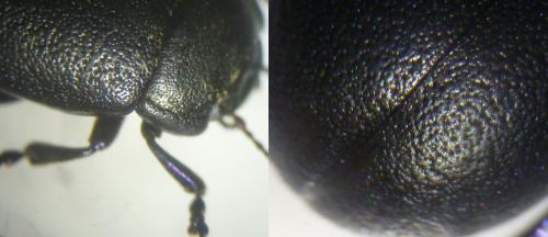 Chrysolina obscurella