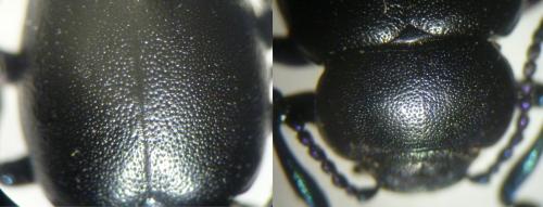 Timarcha goettingensis
