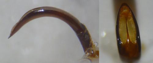 Timarcha goettingensis