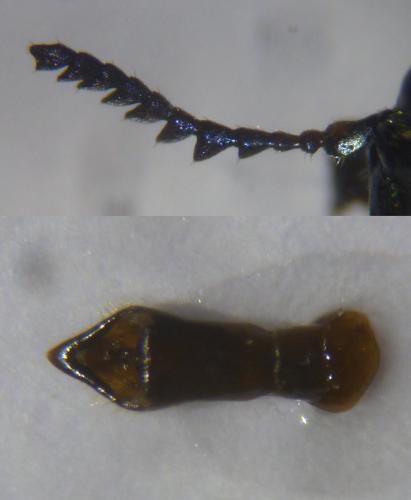 Réf. 133 830 : Labidostomis lusitanica
