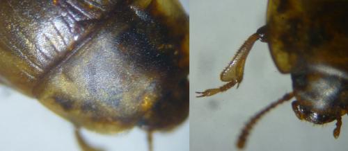 Réf. 133 709 : Phaleria sp.