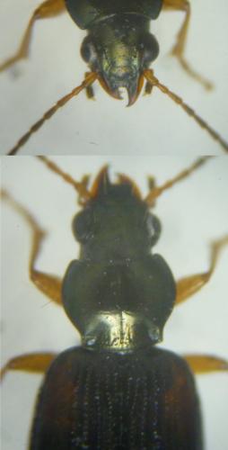 Bembidion tetracolum