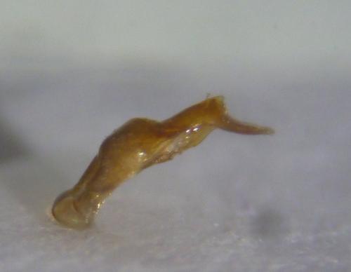 Réf. 133 750 : Agolius abdominalis abdominalis