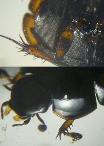Réf. 133 713 : Sphaeridium scarabaeoides