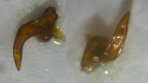 Réf. 133 714 : Sphaeridium scarabaeoides