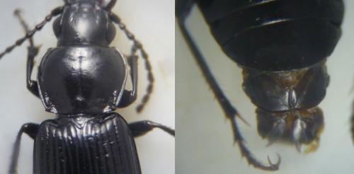 Pterostichus sp.
