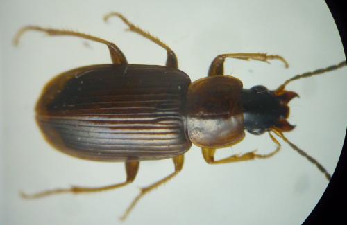 Réf. 133 193 : Stenolophus mixtus