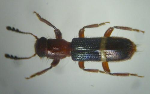 Réf. 133 229 : Paratillus carus