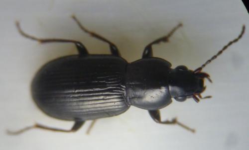 Pterostichus diligens