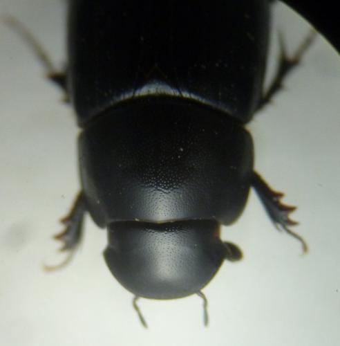Acrossus depressus
