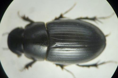 Acrossus depressus