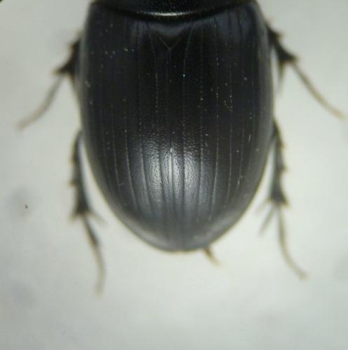 Acrossus depressus