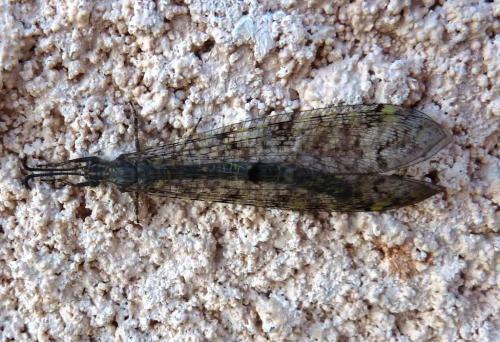Réf. 133 503 : Distoleon tetragrammicus