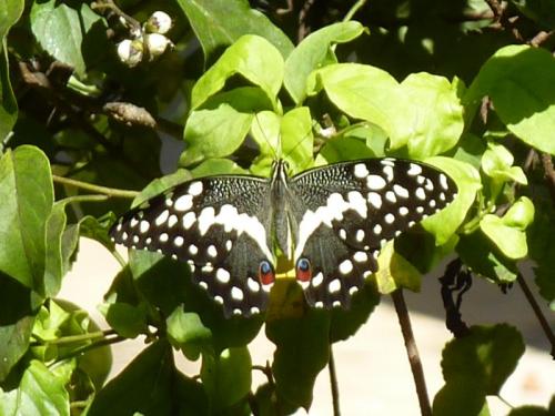 Réf. 133 851 : Papilio demodocus