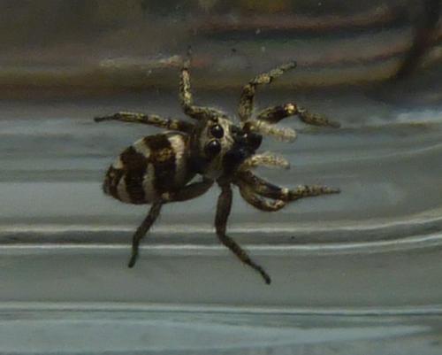 Salticus scenicus