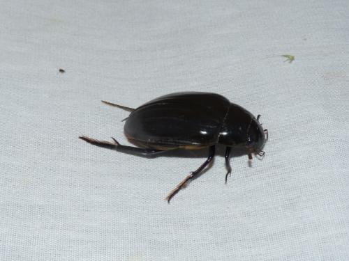 Hydrophilus sp.