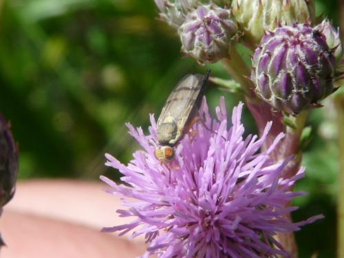 Réf. 133 045 : Urophora stylata