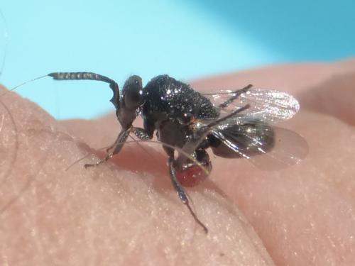 Lasiochalcidia dargelasii
