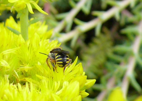 Réf. 133 244 : Anthidium oblongatum