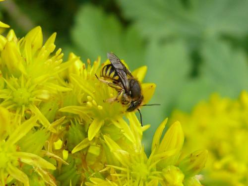 Anthidium oblongatum