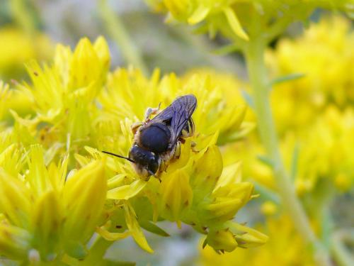 Réf. 133 245 : Anthidium oblongatum