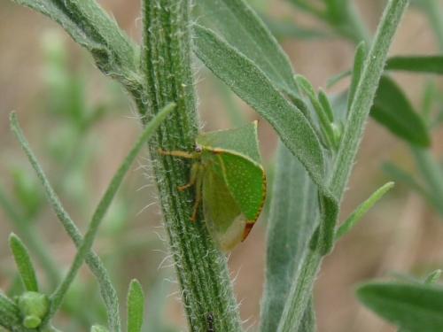 Réf. 133 148 : Stictocephala bisonia