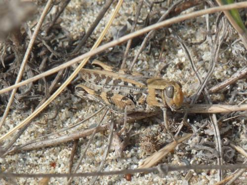 Calliptamus sp.